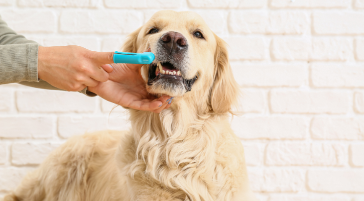 Veterinary Dental Care