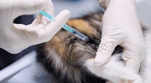 A cat receiving a vaccination at a veterinary hospital in Houston, TX
