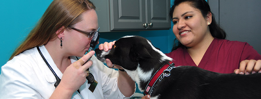 dog getting a wellness exam at West U Veterinary Clinic in Houston, TX
