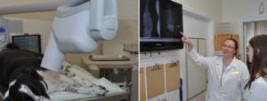 Veterinarian's looking at dental x-rays to provide veterinary dental care to pets in Houston, TX